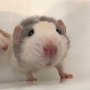 Meet your Posher, Julia